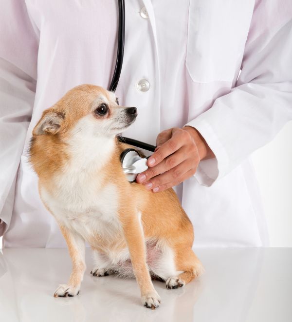 ABC Vet Services - dog medical exams