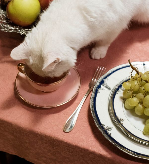 cat eating in the bowl