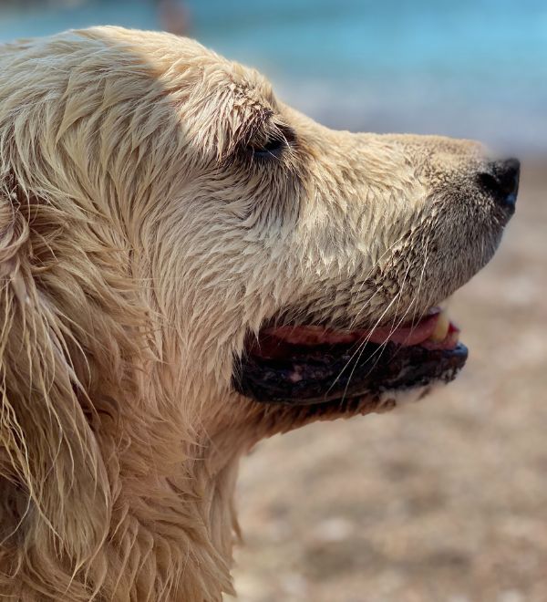 senior dog on the beach