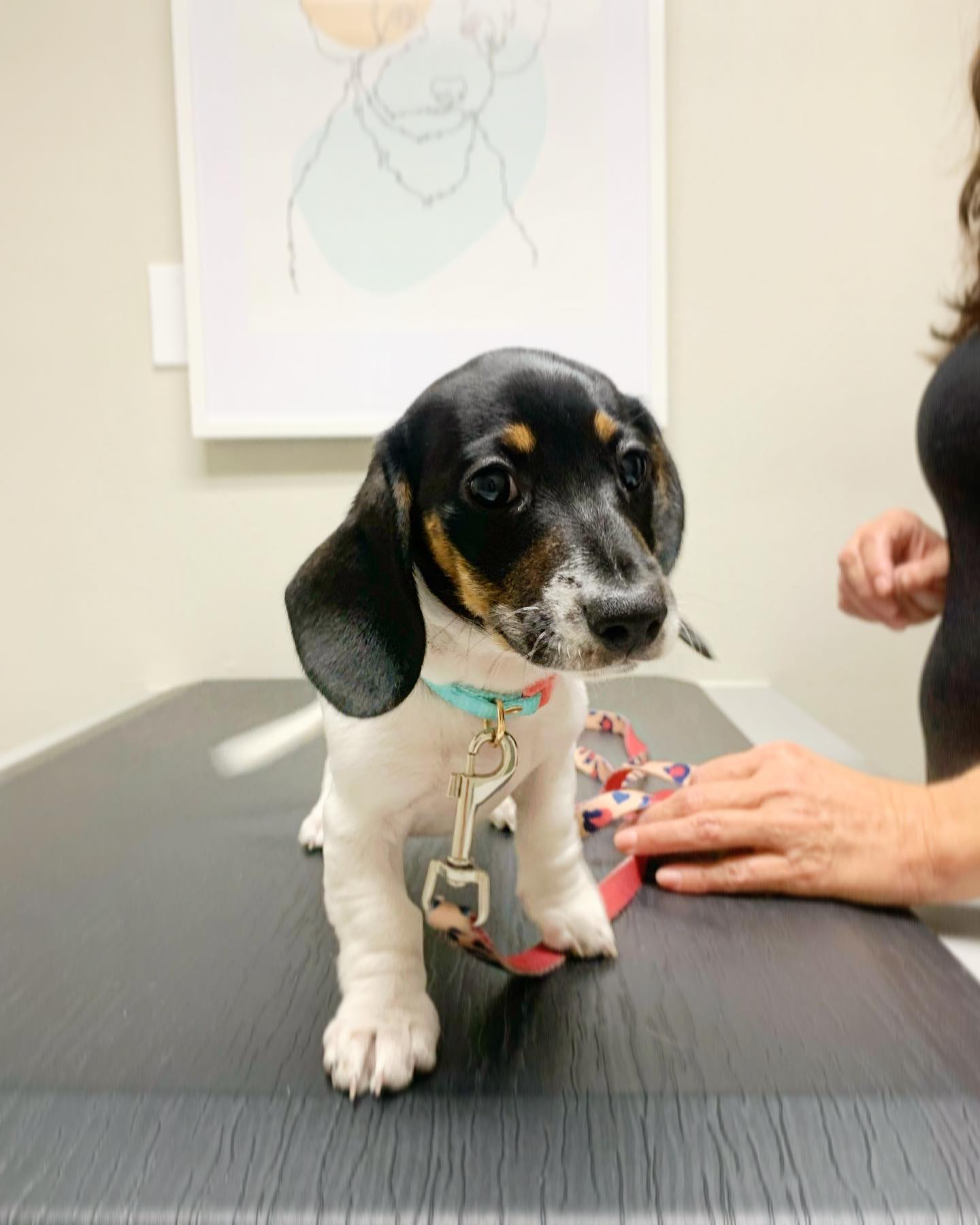 Pet Biopsy In San Diego, CA 92109 ABC Veterinary Hospital Pacific Beach