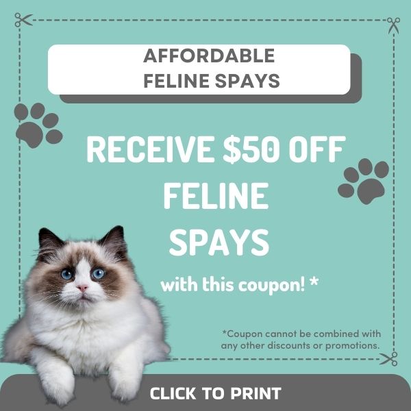 feline spay coupon 