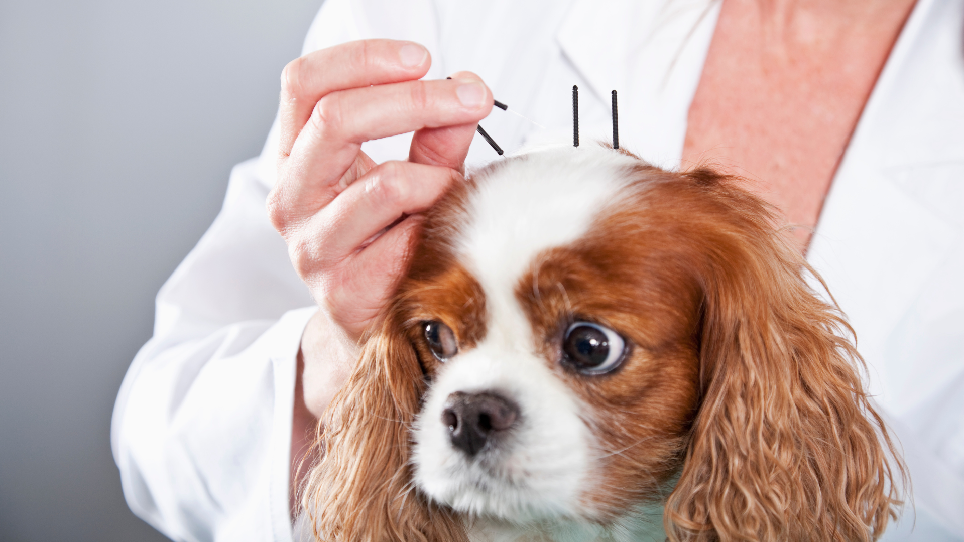 acupuncture pet dentisrty