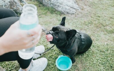 The Significance of Keeping Your Pet Hydrated in Summer