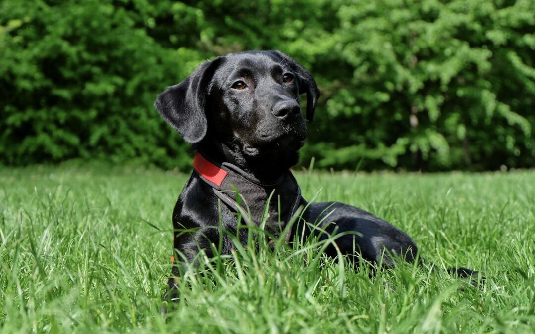 Black Labrador Retriever lying on the grass
