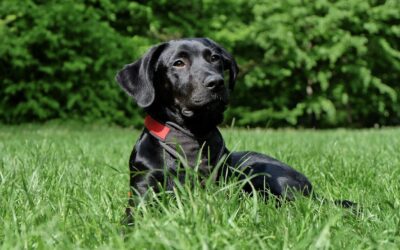 Protect Your Pet from Lyme Disease
