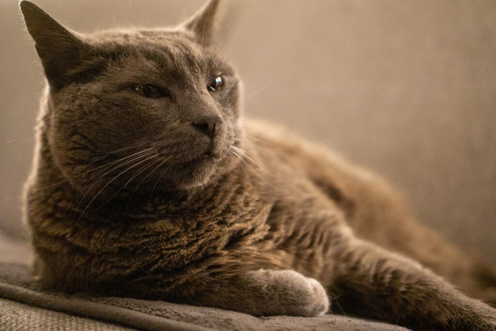 Picture of Mobility Modifications: How To Help Your Arthritic Cat