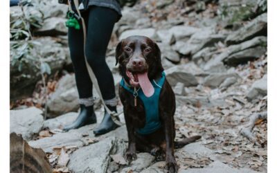 Explore Enjoyable Outdoor Adventures with Your Furry Companion