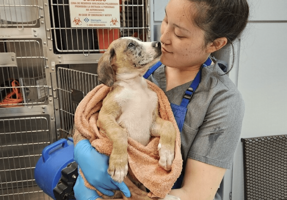Women holding puppy in her arms, with the puppy wrapped in a towel.