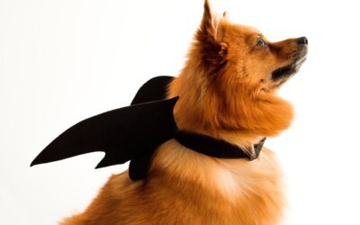 Ensuring the Safety of Your Furry Companions: Tips for Halloween Pet Safety