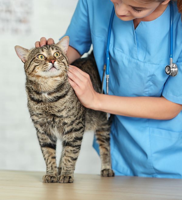ABC Vet Services - pet medical care
