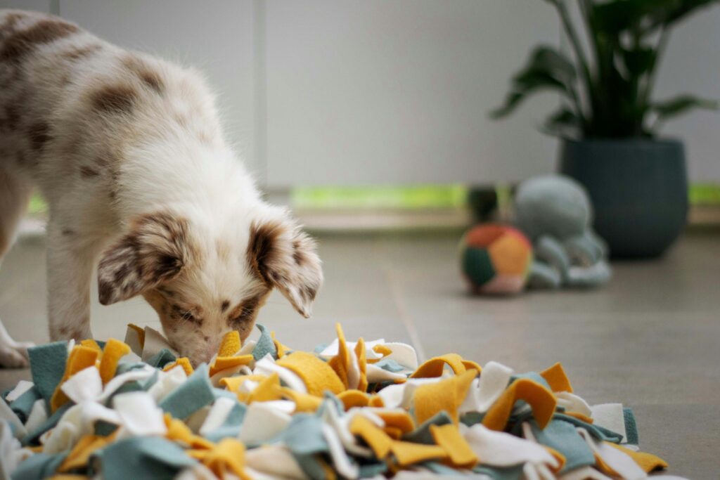 Picture of Pet-Proof Your Home: A Guide To Common Household Toxins For Pets | ABC ...