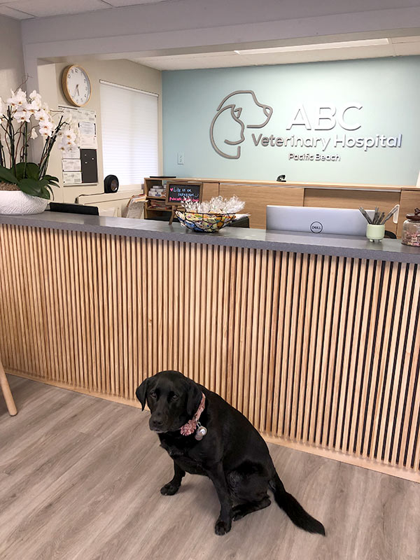 black dog sitting peacefully in front of the front desk at ABC Veterinary Hospital Pacific Beach