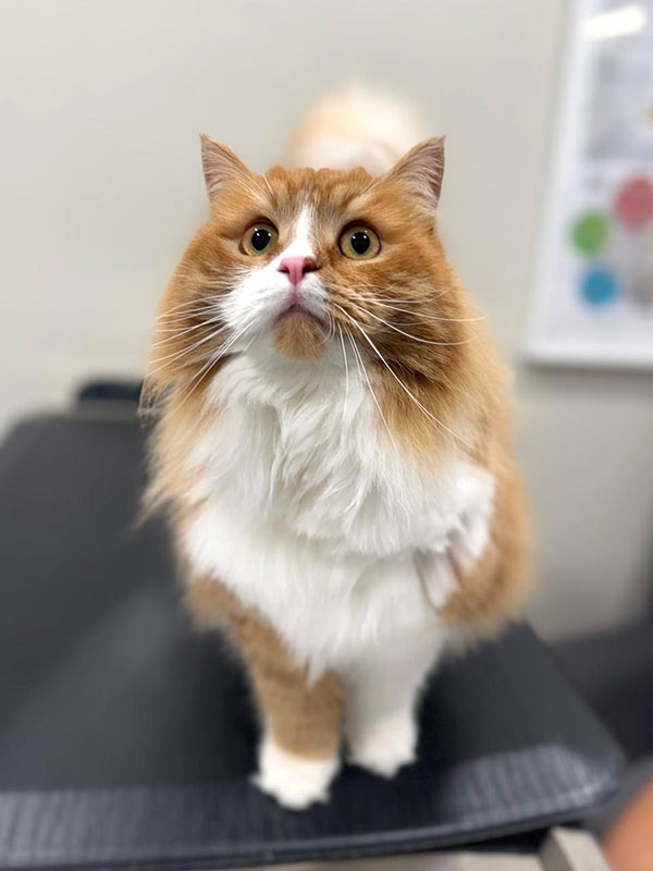 curious orange and white cat exploring at the vet