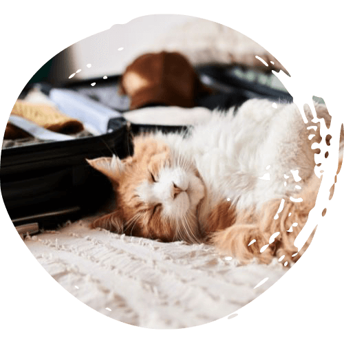 fluffy-orange-and-white-cat-dozing-next-to-luggage-circle-texture-2-500px-1