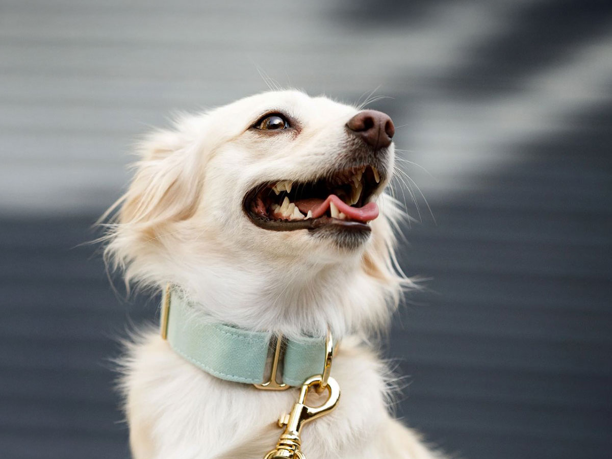 happy longhaired dog wearing a luxurious turquoise collar