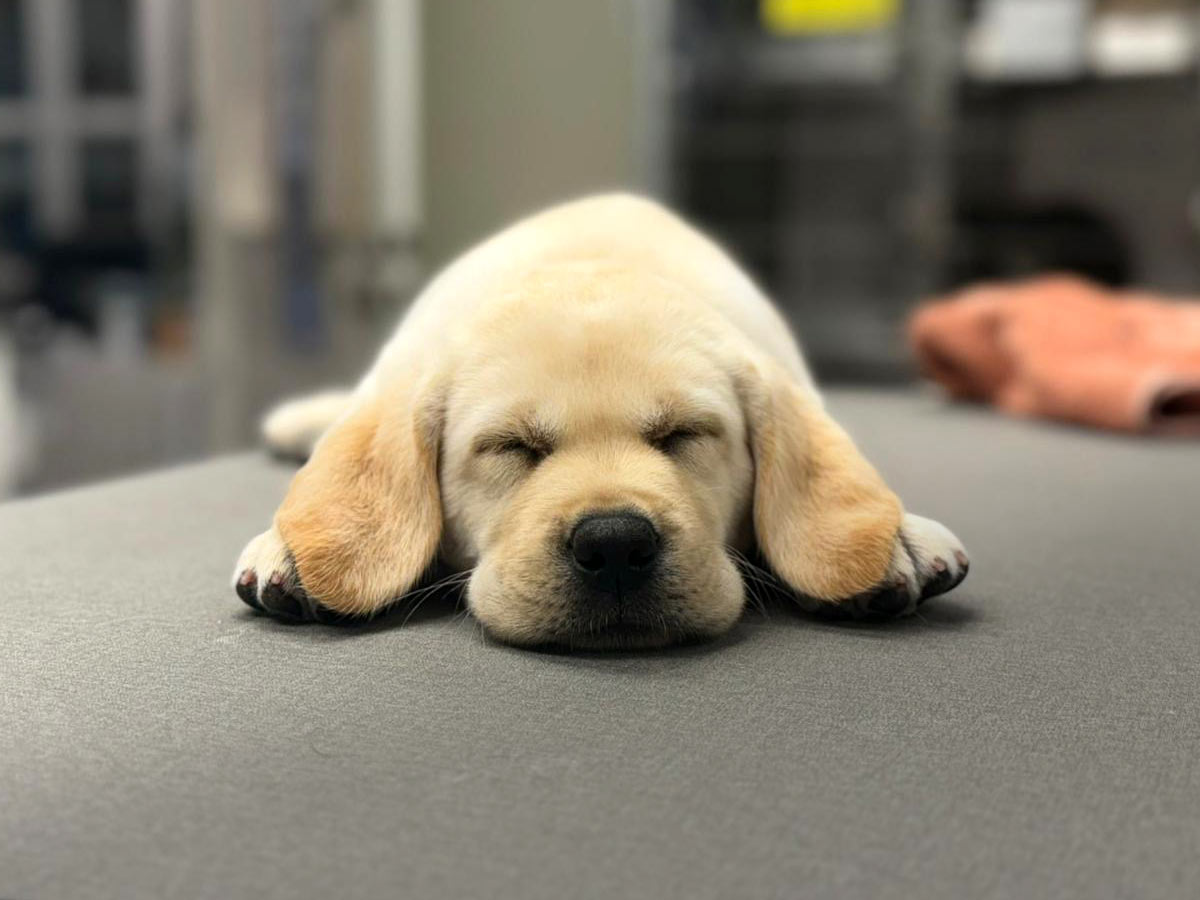 labrador puppy napping peacefully on an exam tablet at the vet hospital