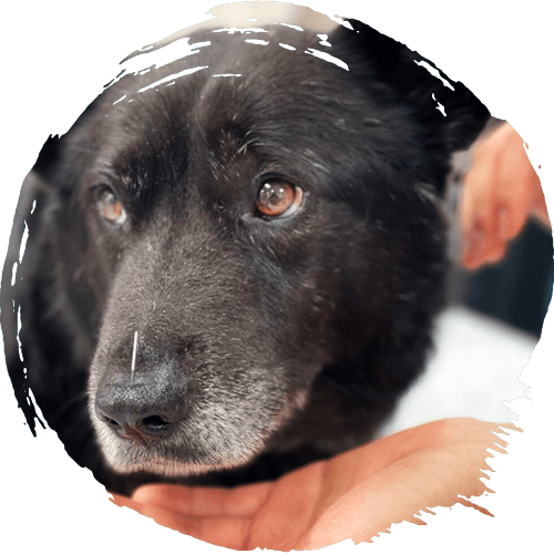 shy-black-dog-undergoing-acupuncture-session-circle-texture-1-500px-1