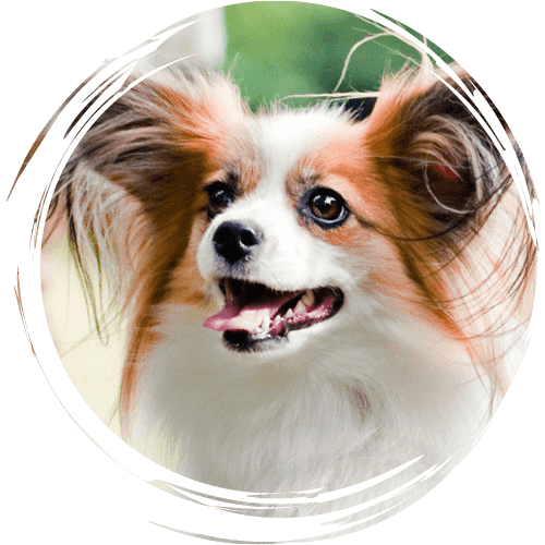small-brown-and-white-long-haired-dog-on-leash-outdoors-circle-texture-3-500px-1