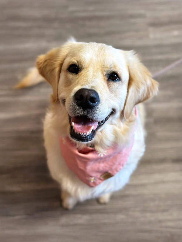 happy golden retriever dog wearing a pink bandana and looking up a the camera