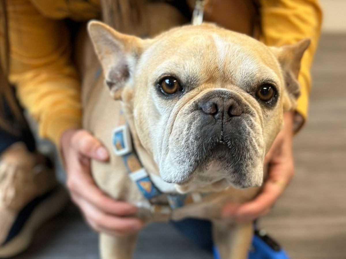 A french bulldog is sitting on a person's lap
