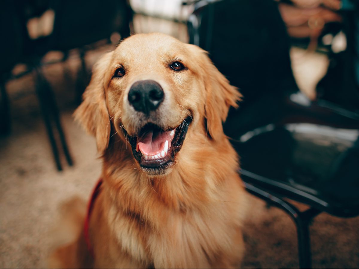 A golden retriever with its mouth open smiles at the camera