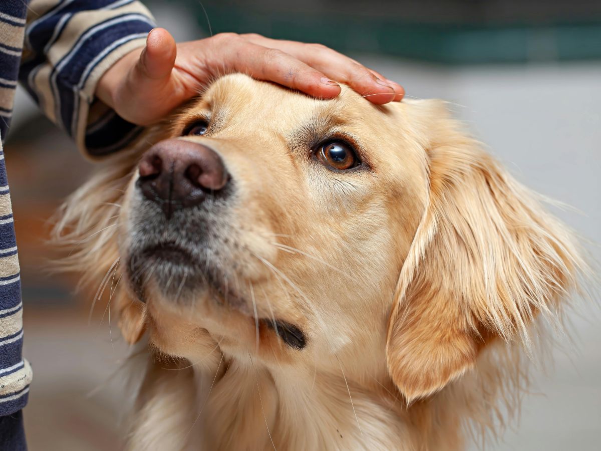 A hand pets a golden retriever dog on the head.