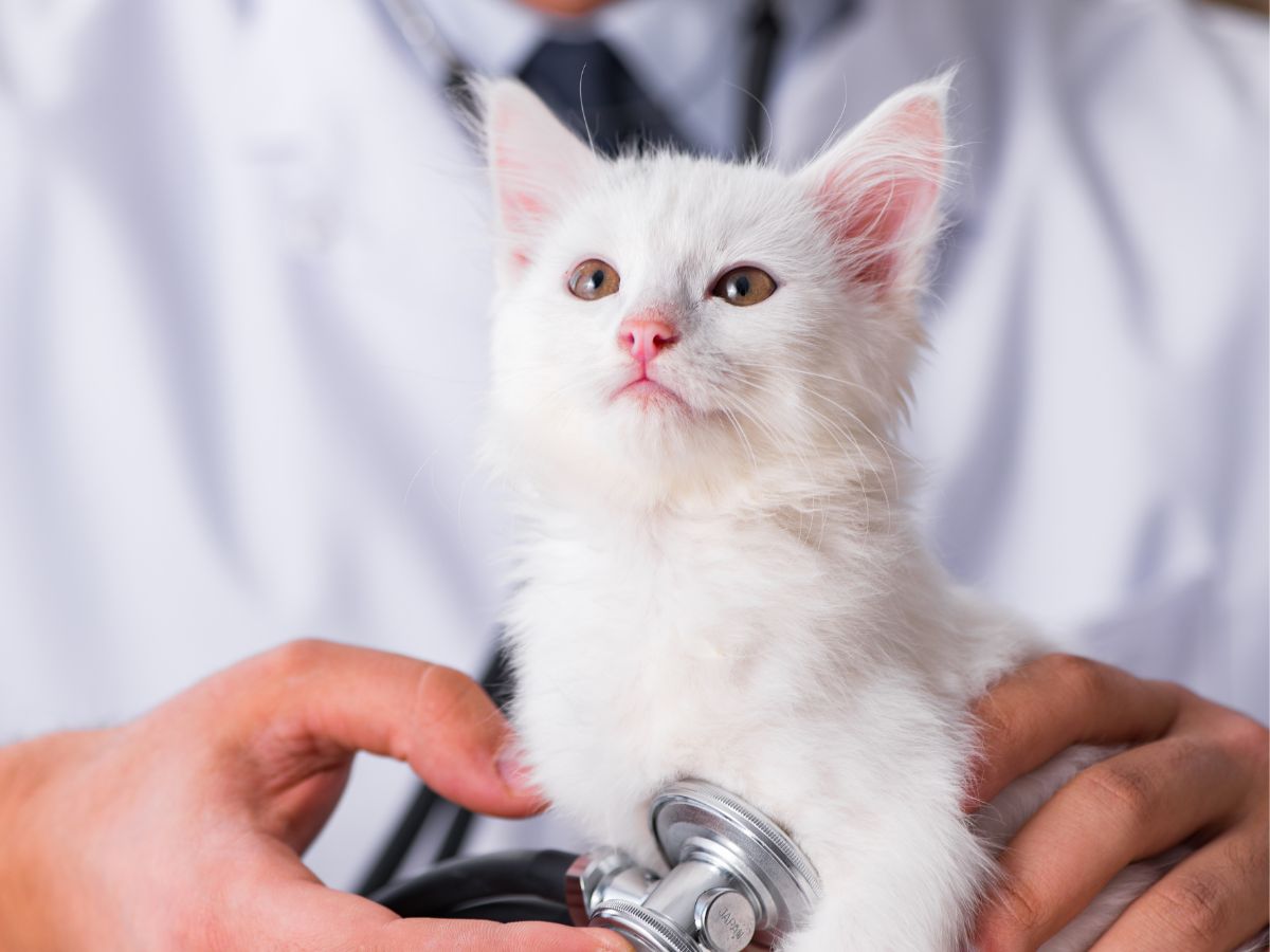 A kitten being examined by a vet