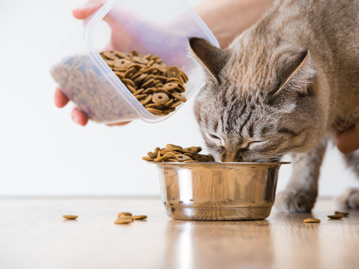 A person is feeding a cat food from a bowl