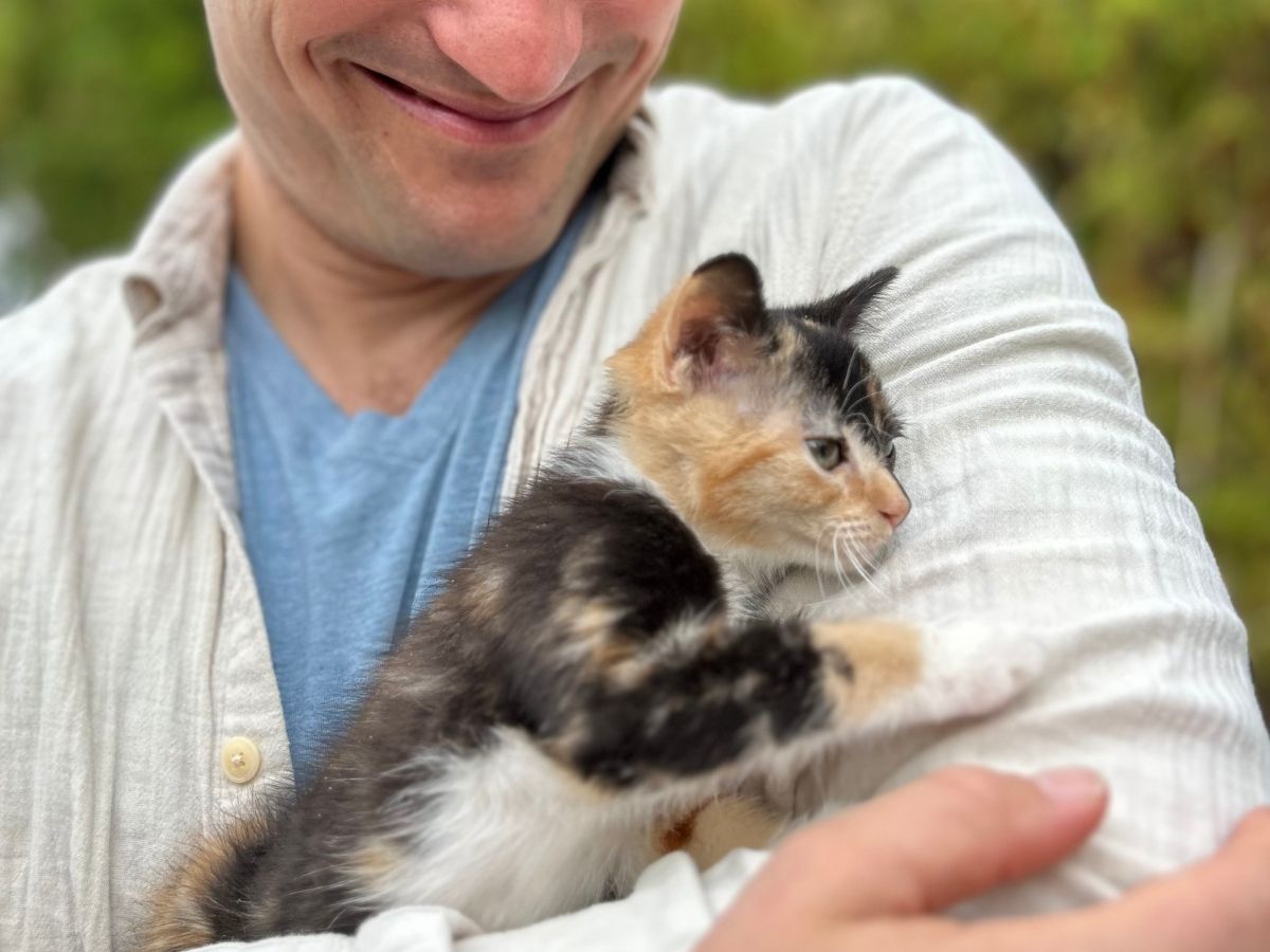 A person is holding a kitten in their arms