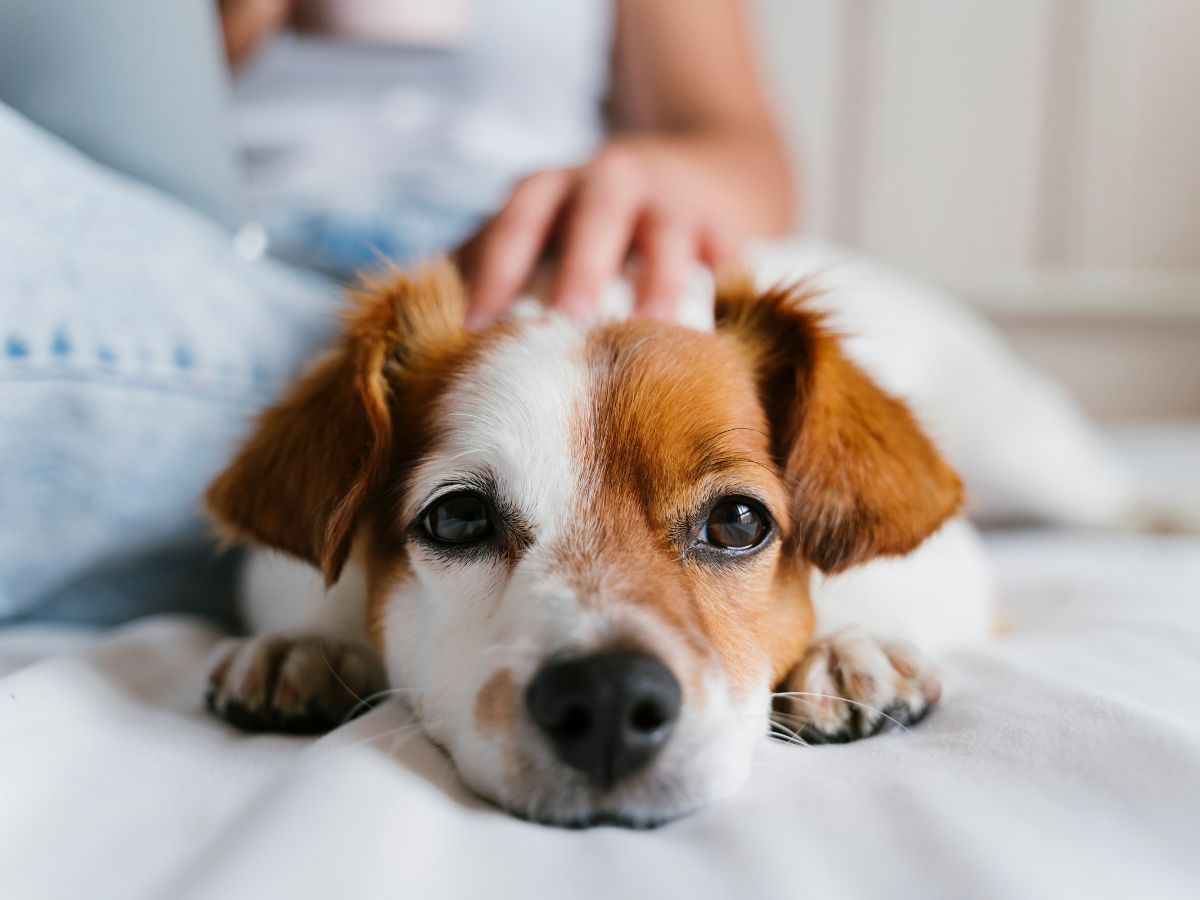 A person petting a dog laying on a bed
