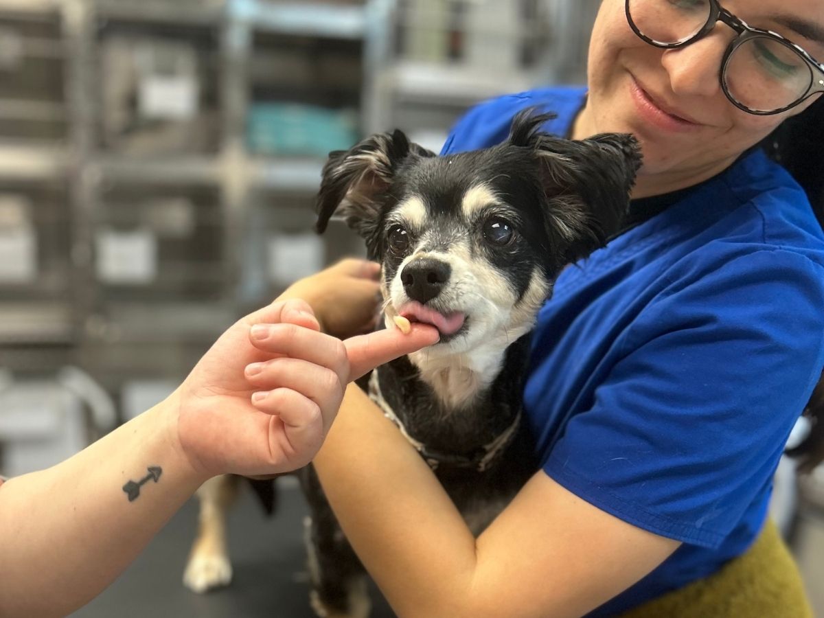 A person petting a small dog in an animal hospital