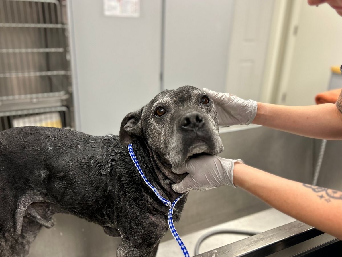 A person washing a dog in a sink