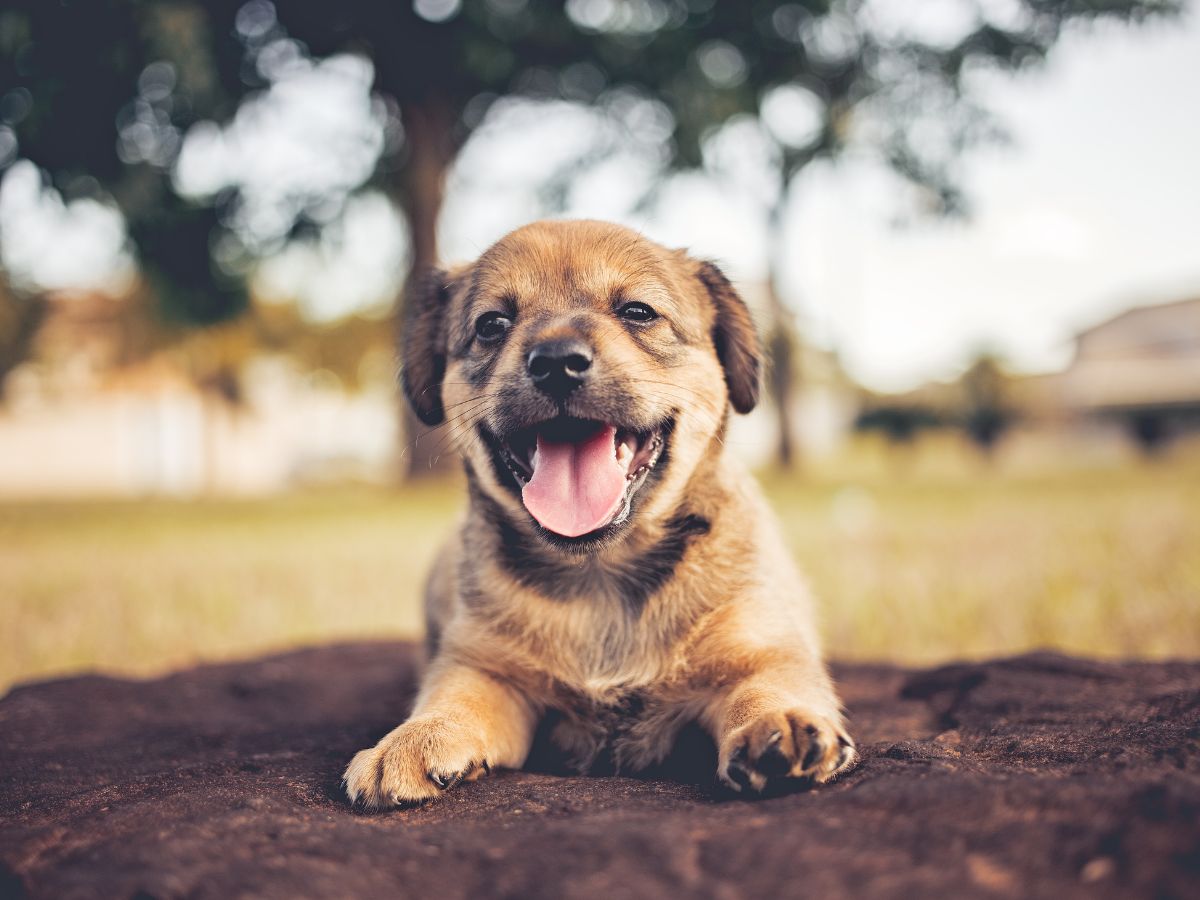 A puppy with a tan coat and black muzzle lies on a blanket with its tongue hanging out