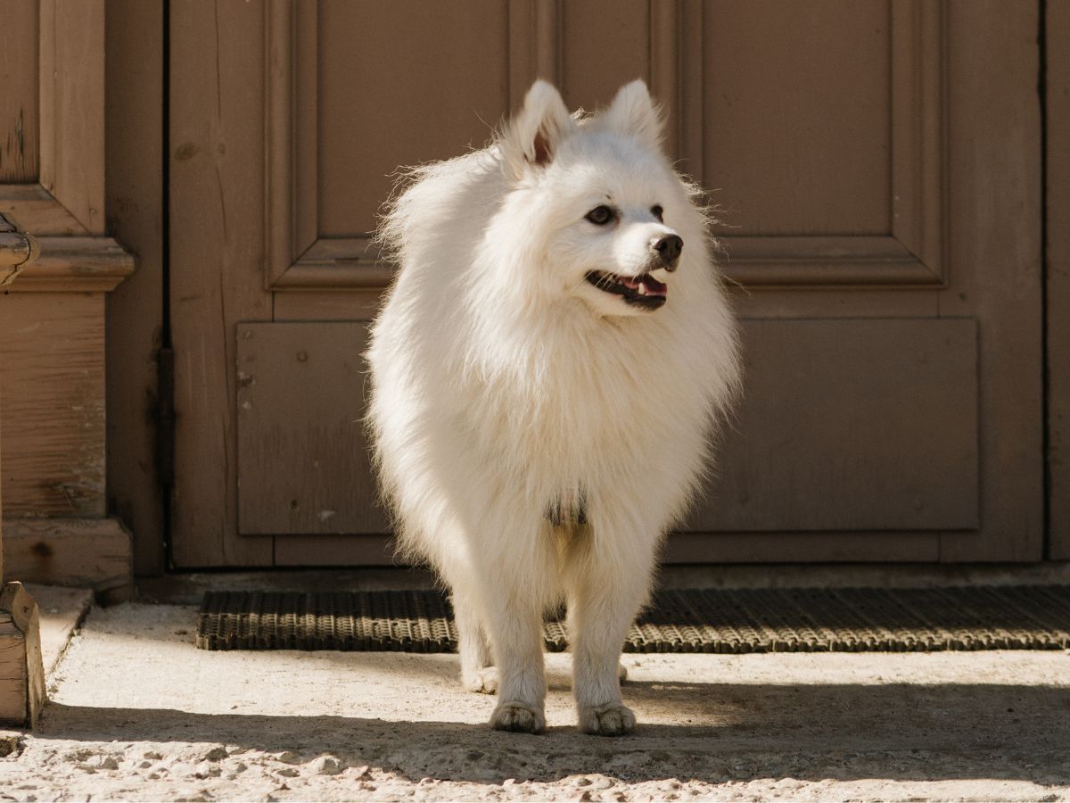 A tan and white fluffy dog stands on a brick path with a red leash attached to its collar.