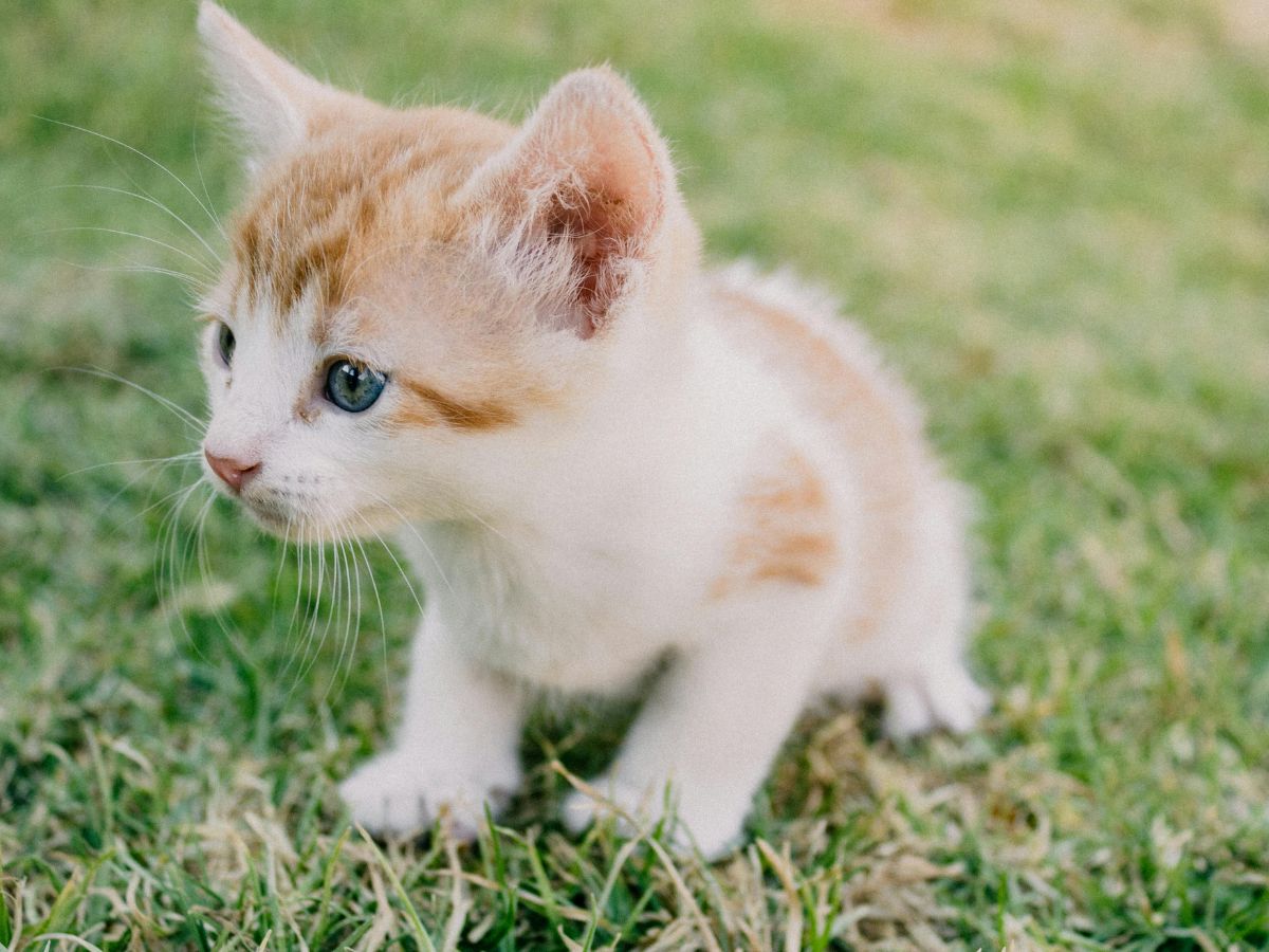 An orange and white kitten is standing in the grass