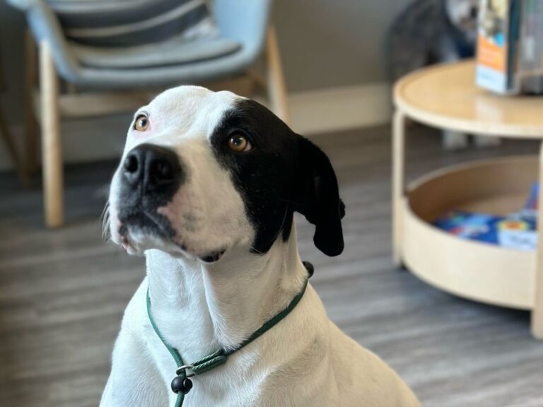 a black and white dog sitting on the floor with a green leash