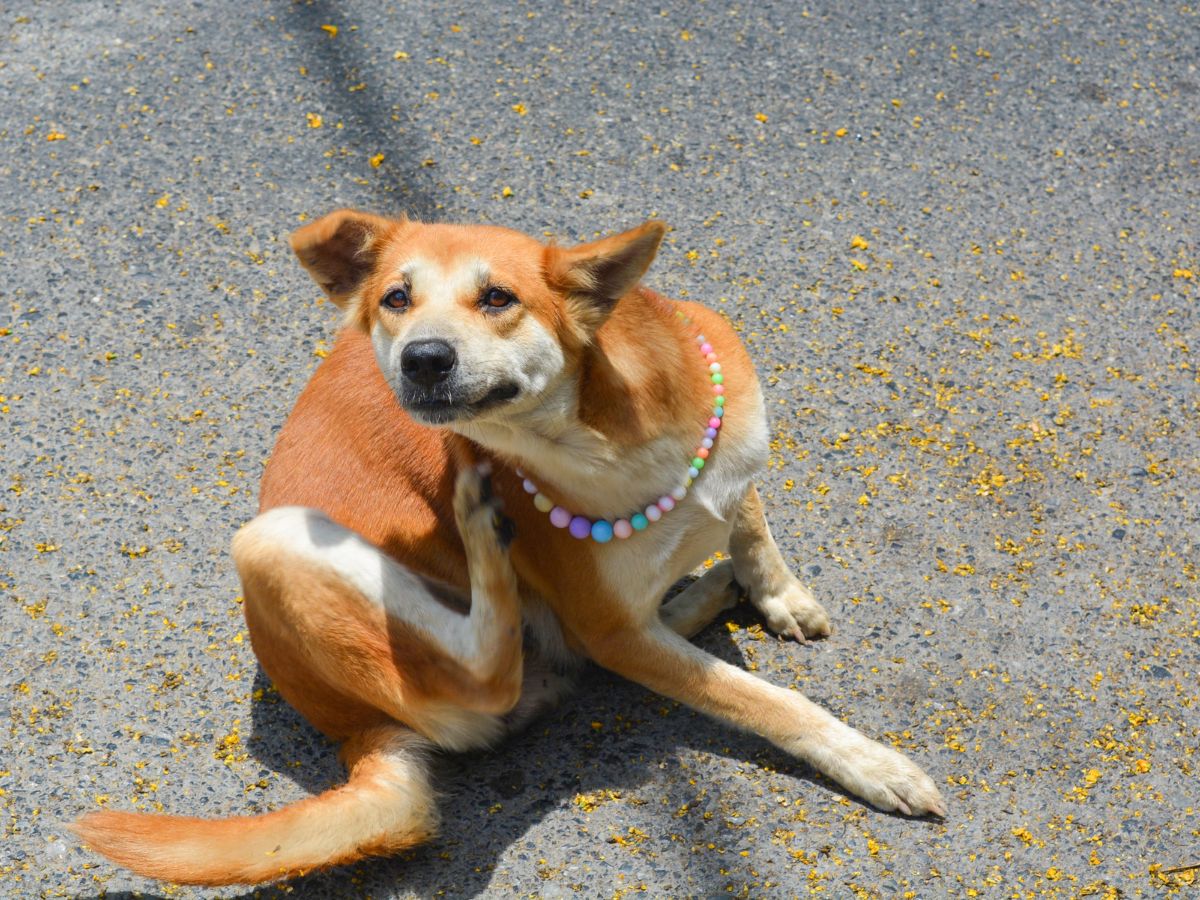 a brown and white dog sitting on the ground