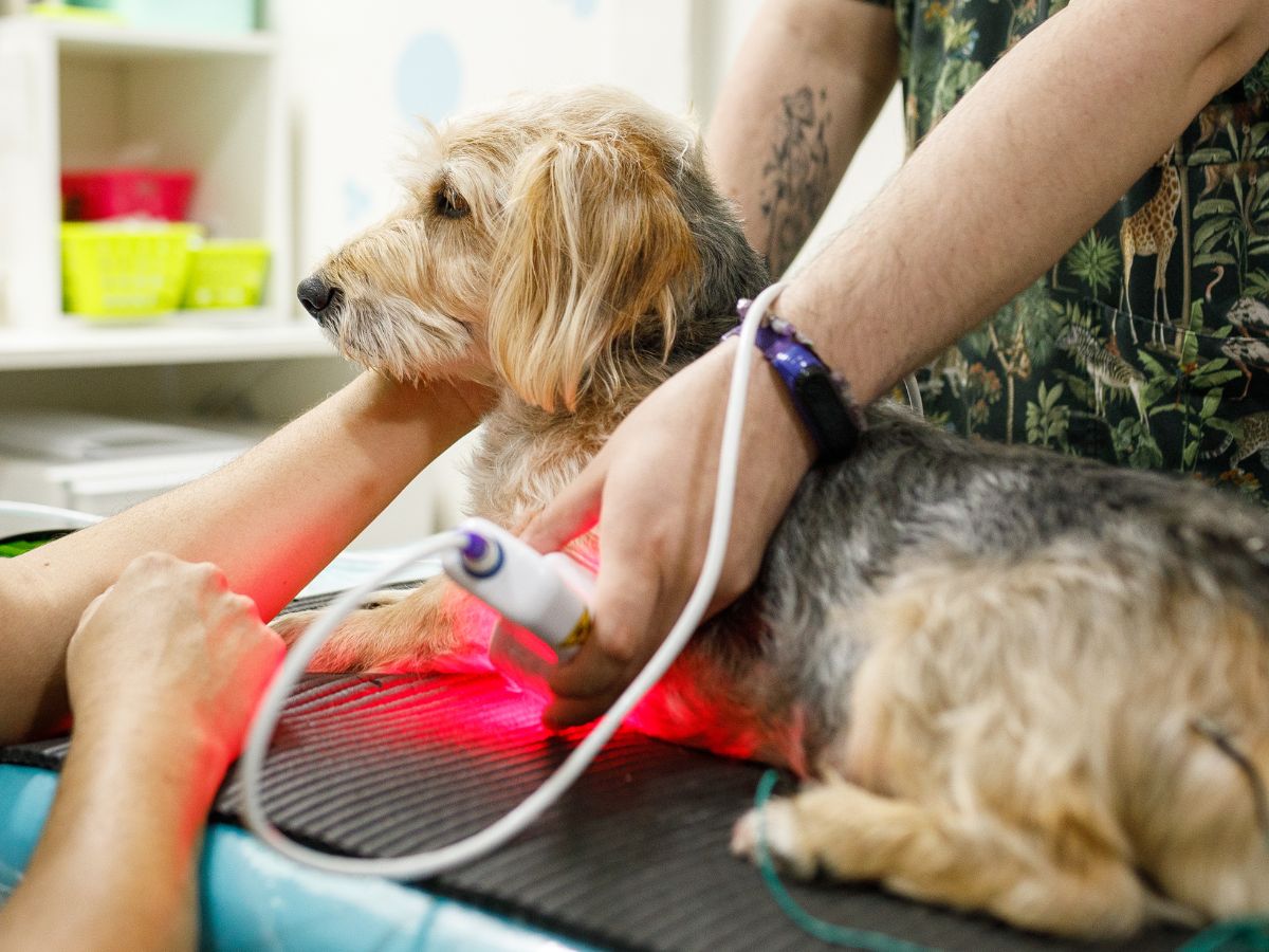 a dog being examined by a vet