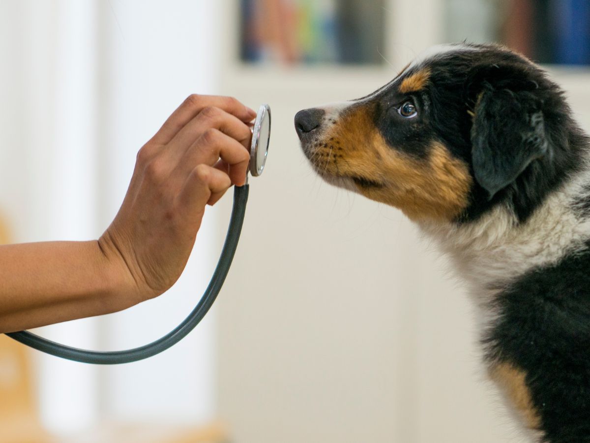 a dog is being examined by a person with a stethoscope