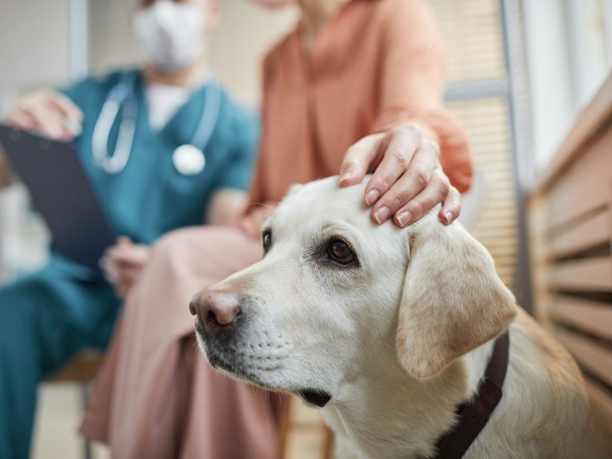 a dog is being examined by a vet