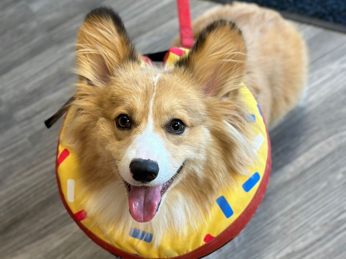 a dog wearing a donut collar on the floor