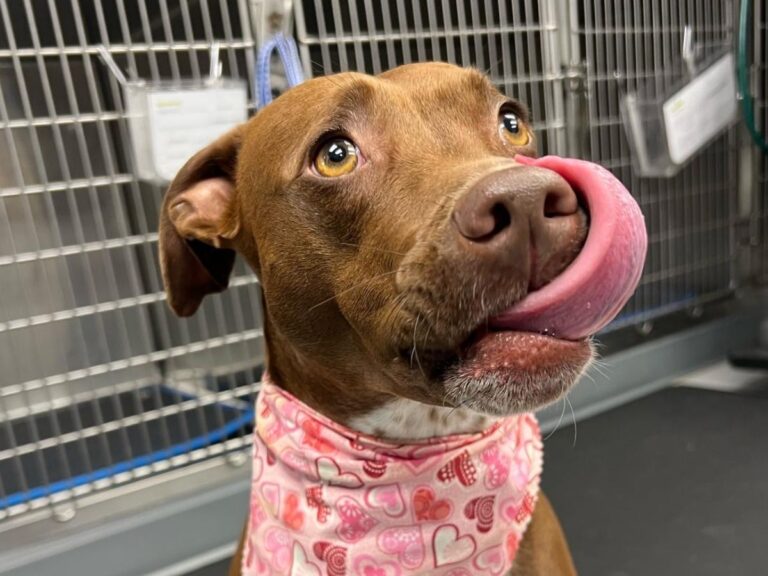 a dog wearing a pink bandana with its tongue out