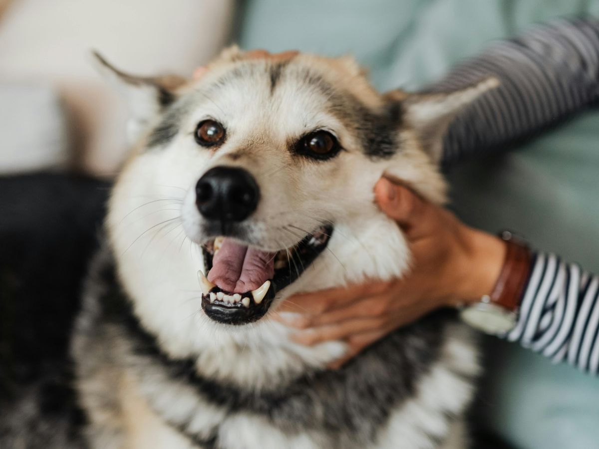 a person petting a husky dog on a couch