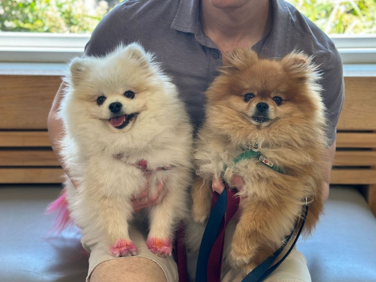a person sitting on a couch with two pomeranian dogs