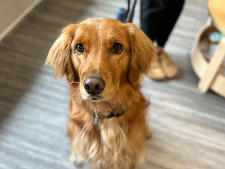 dog sitting on the floor in front of person