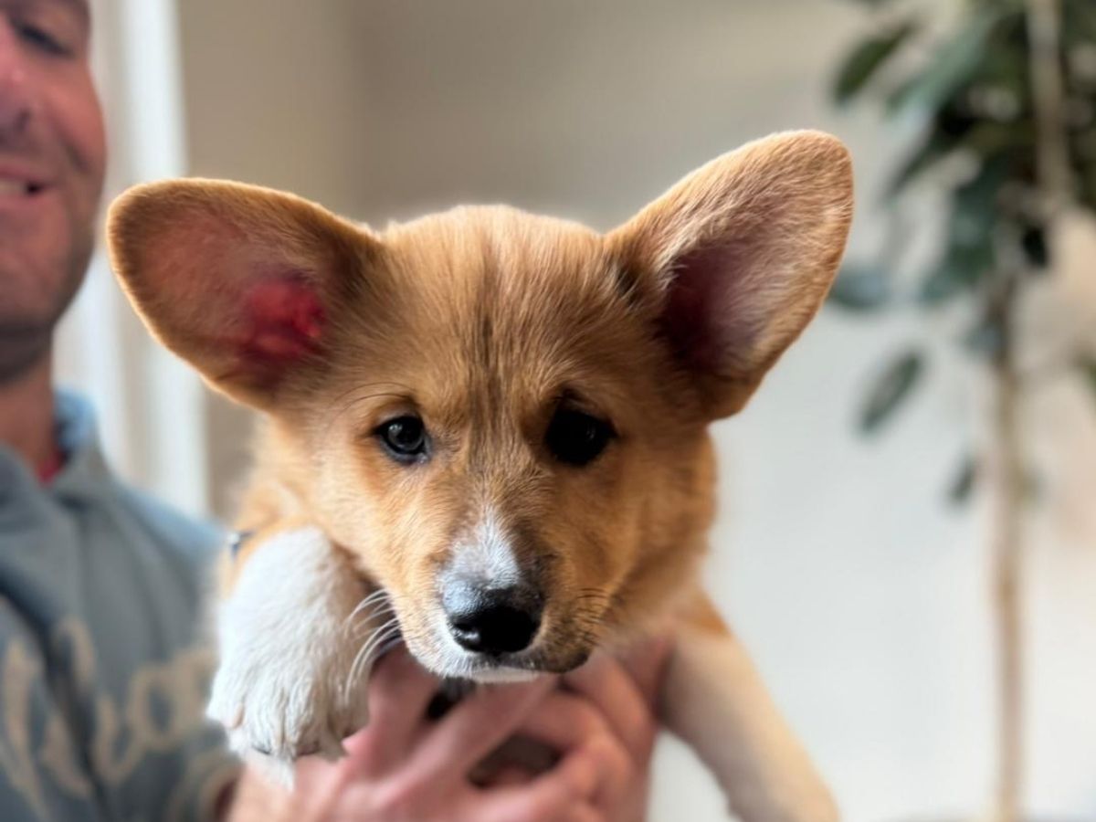 pembroke welsh corgi puppy