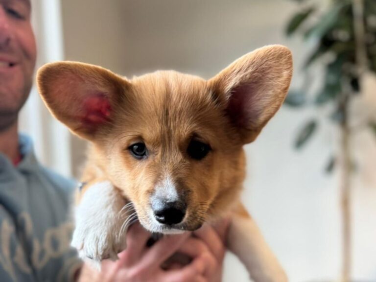 pembroke welsh corgi puppy