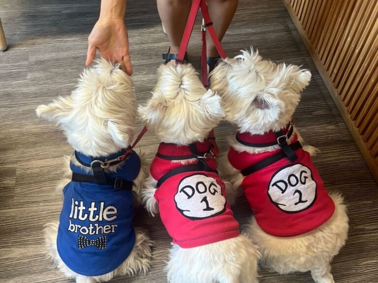 three small dogs wearing red shirts and blue vests