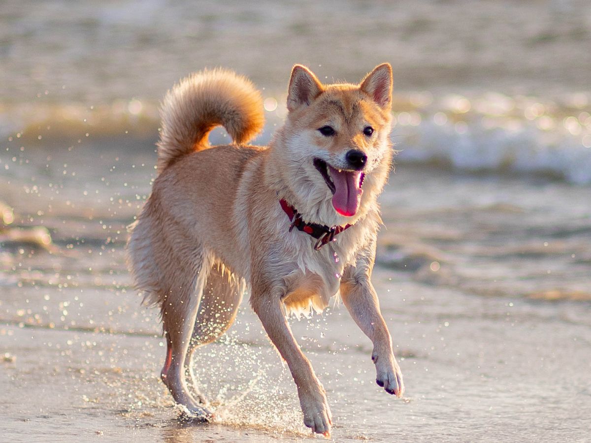 A dog runs on the beach, mirrored in the wet sand, with ocean waves in the background