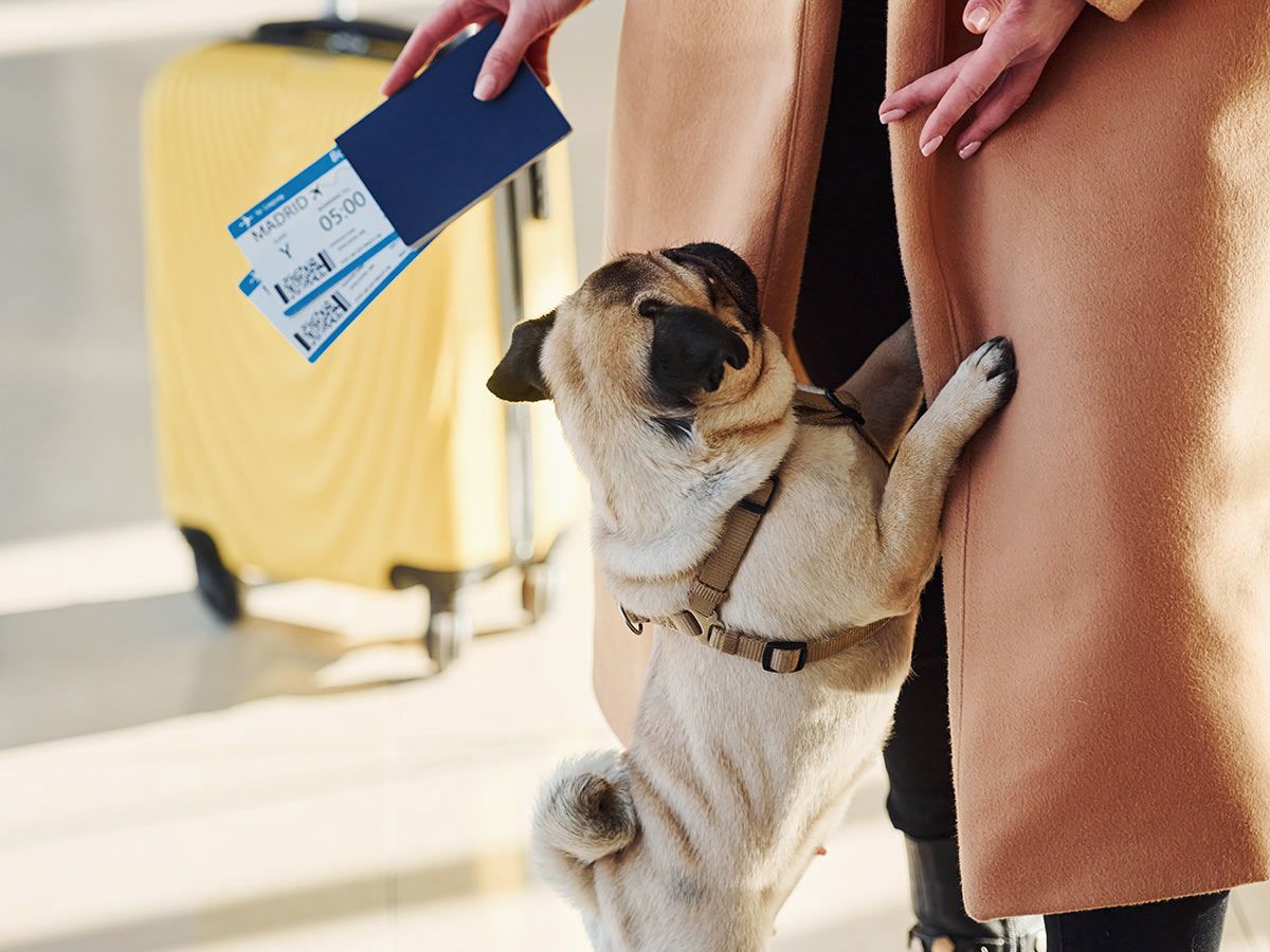 A pug on its hind legs next to a person holding two plane tickets and a yellow suitcase.